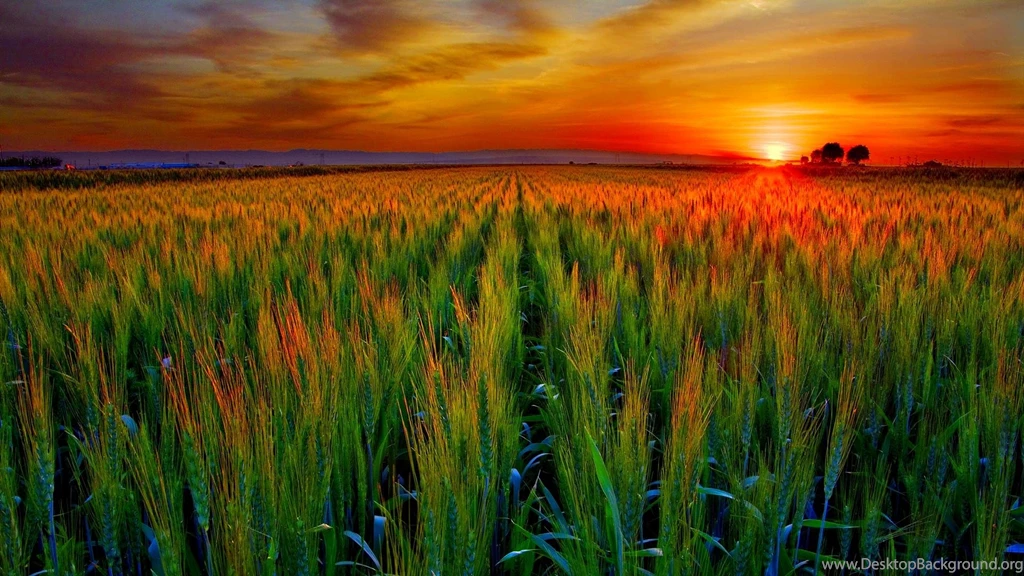 Wheat Field At Sunset >> HD Wallpaper, Get It Now!