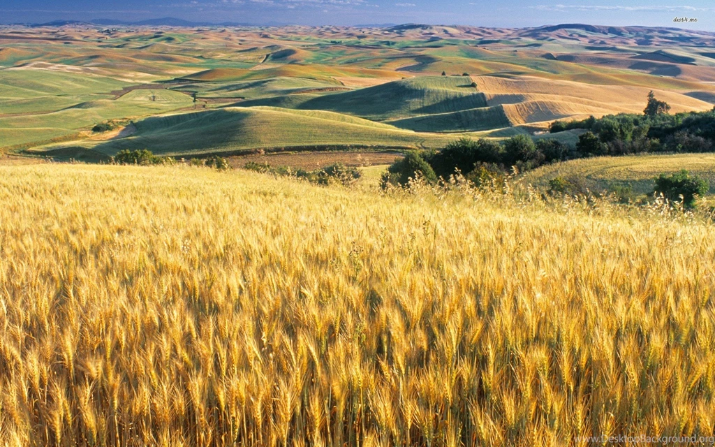Wheat Field On The Hill Wallpapers   Nature Wallpapers