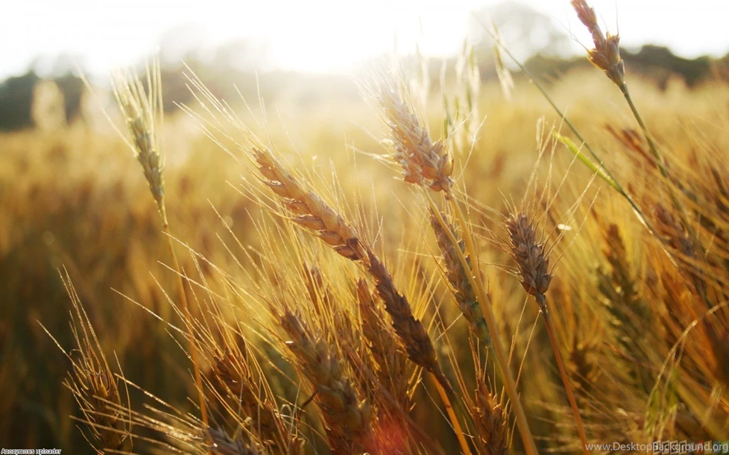 Wheat field Wallpapers