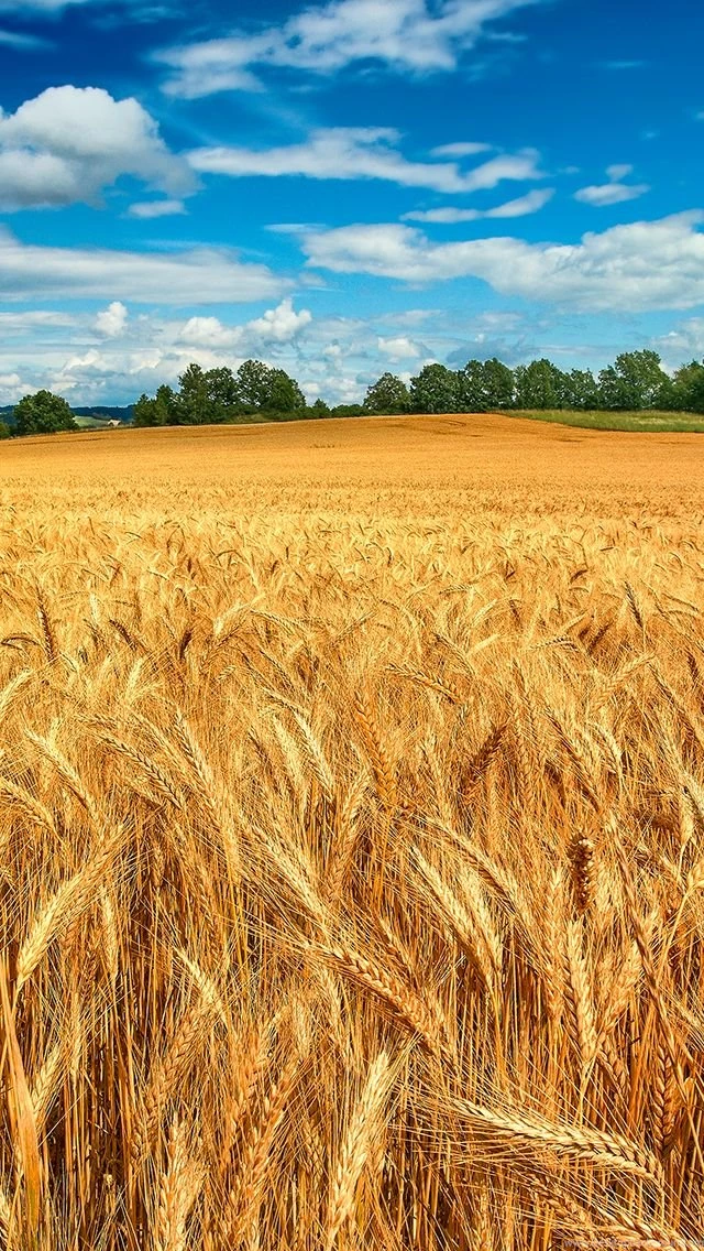 Golden Wheat Field iPhone 5s Wallpapers Download