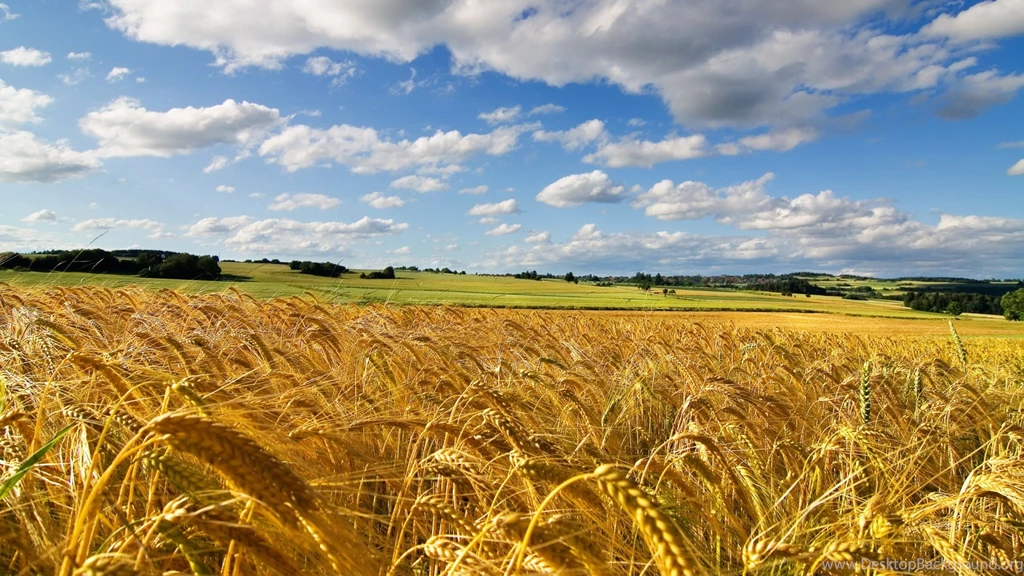 Cornfield Summer Wallpapers