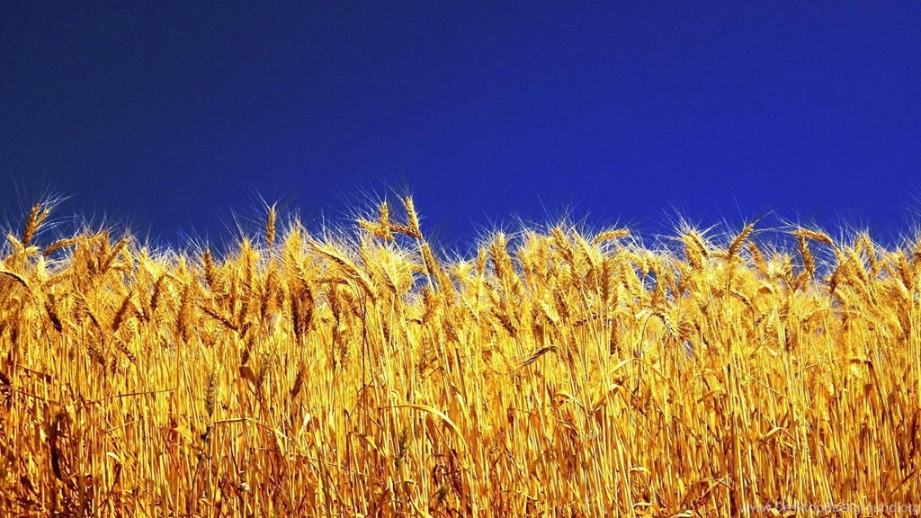 Spring Wheat Field Hd Wallpapers