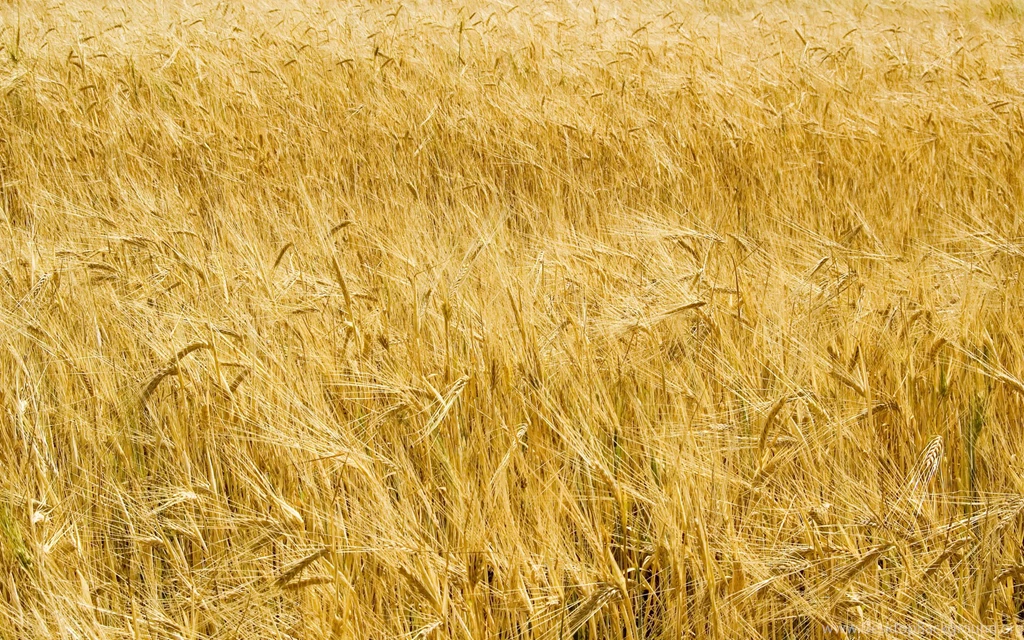 Free Wheat Field Landscape Desktop Wallpapers Wallpapers HD ...