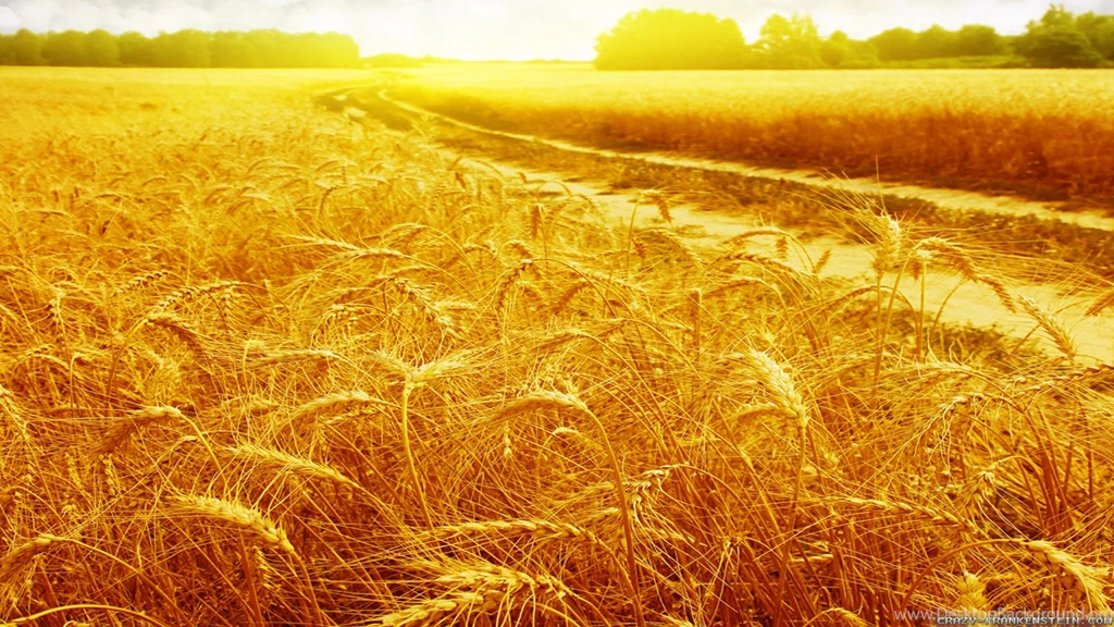 Wheat In Summer Wallpapers   Crazy Frankenstein