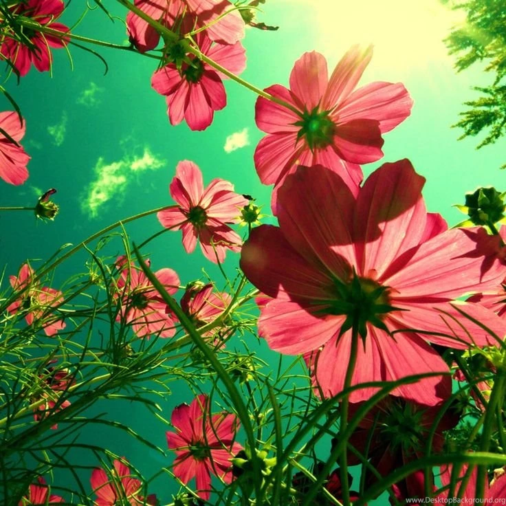 Pretty Backgrounds