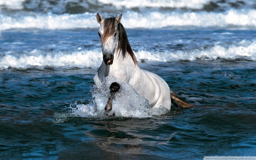 White Horse Running In Water Wallpapers Full HD [1920x1200]   Free ...