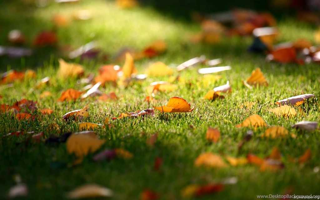 Wallpapers Wide Wallupor