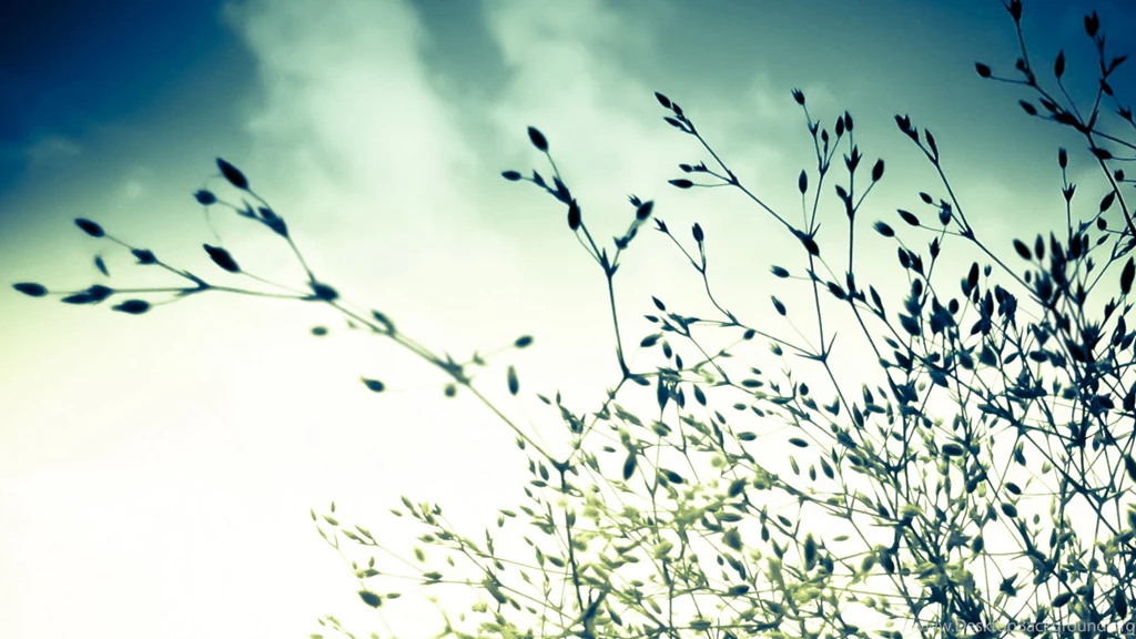 What Branches Of A Tree Do In The Early Morning, Cheer Up And Do ...