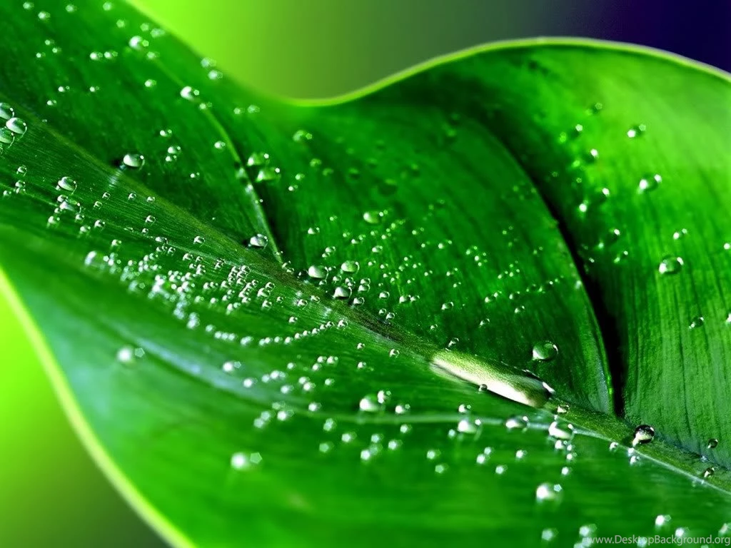 Free Desktop Walpaper