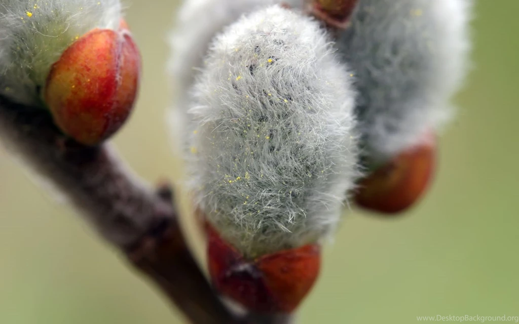 Pussy Willow Blossom In The Springtime   Desktop Backgrounds ...