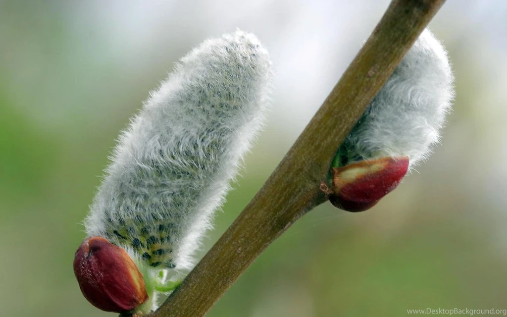 Pussy Willow Hats Wallpapers