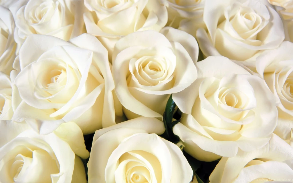 Download White Rose Flower Wallpapers Tumblr 7264 1920x1200 Px High ...