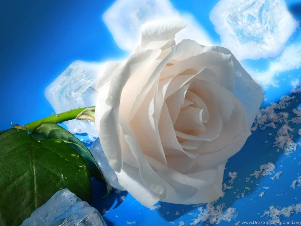 All Colors Of Roses