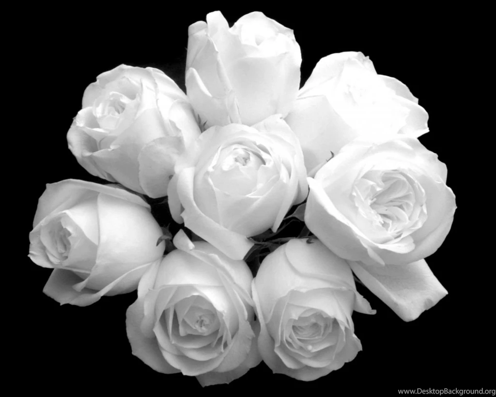 Beautiful White Flowers Wallpapers Desktop