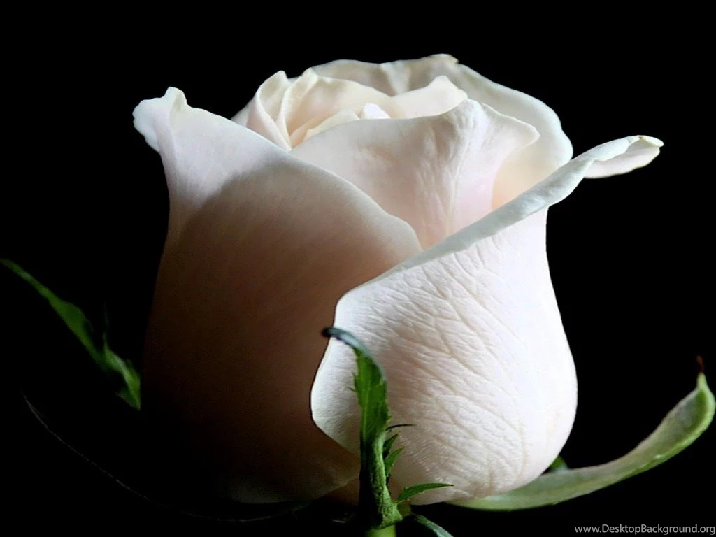 White Rose Wallpapers HD Pictures