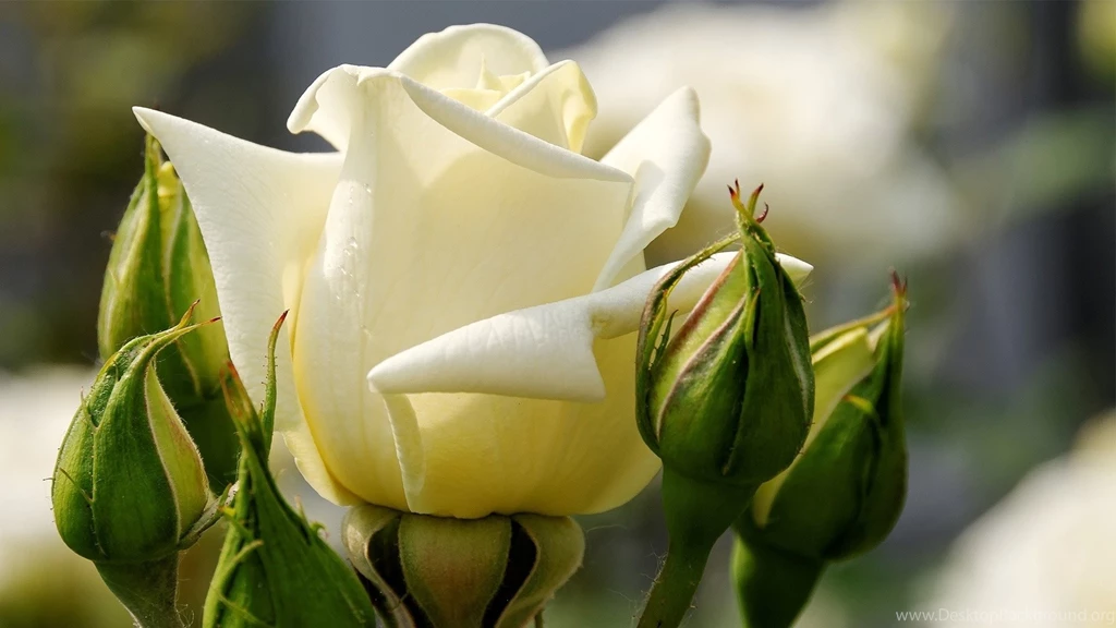 Special White Rose Flower Wallpapers Desktop ER5