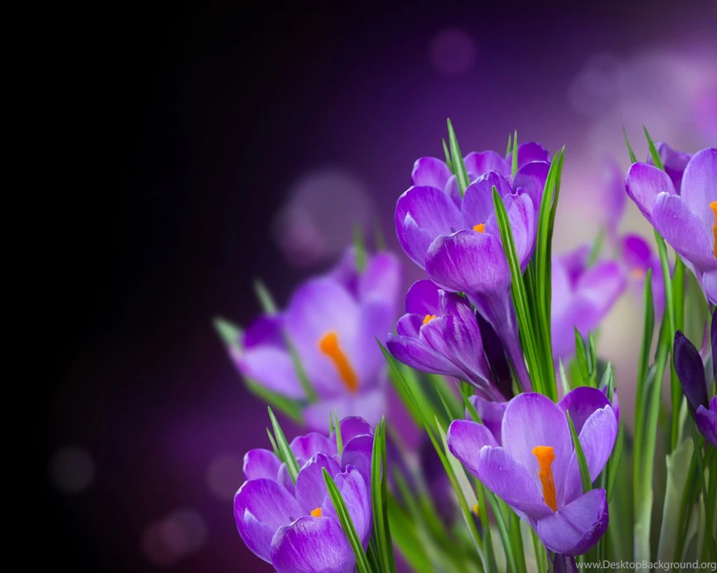 Flower Nature Wallpapers 90A