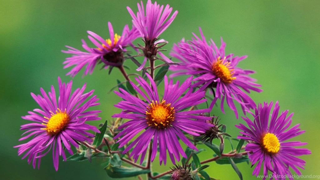 Flower Nature Wallpapers   HD Wallpapers And Pictures