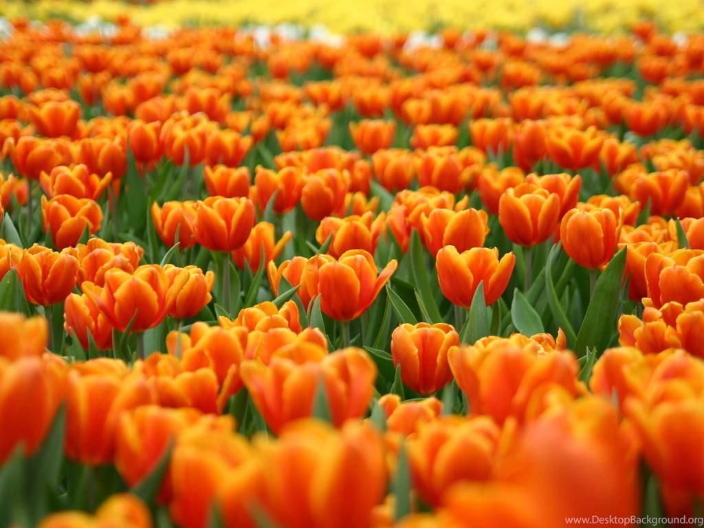 Flower Nature Wallpapers Uncalke.com