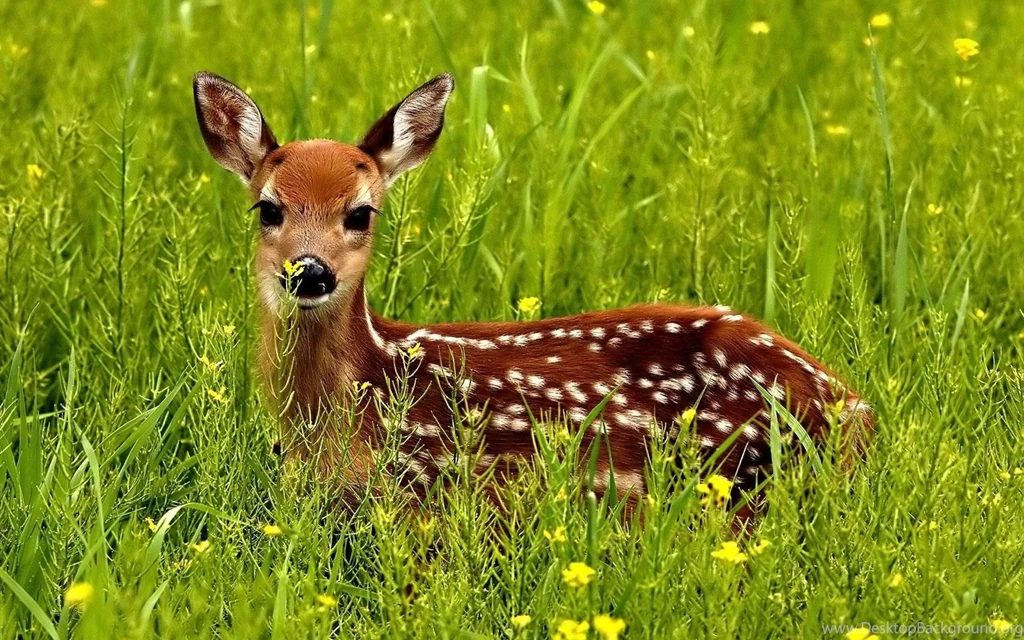 Wildlife Wallpapers Desktop Wallpapers Cave