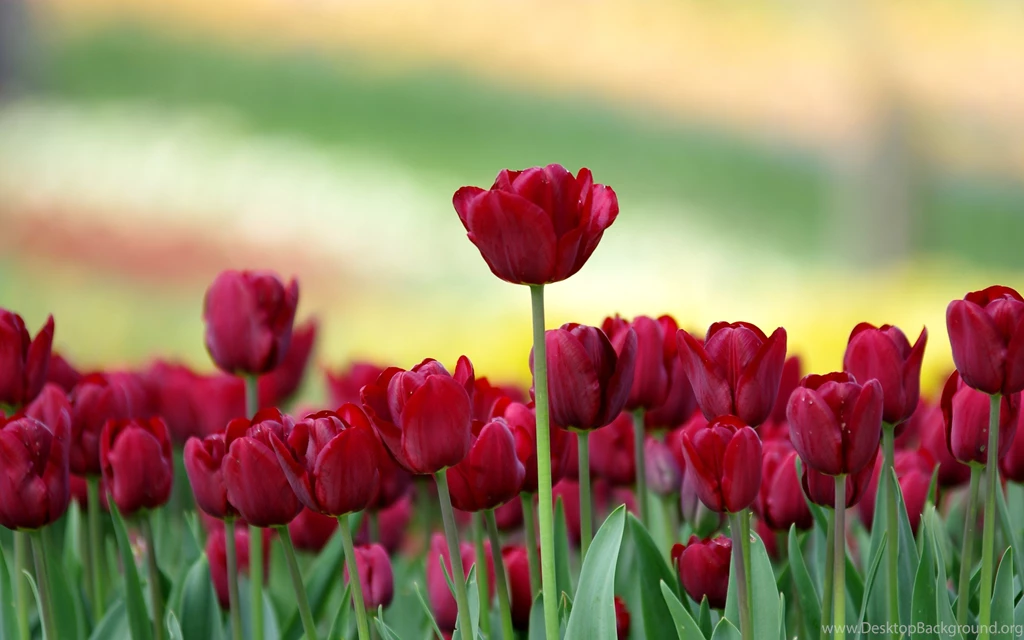 Flower Nature Wallpapers HD Uncalke.com