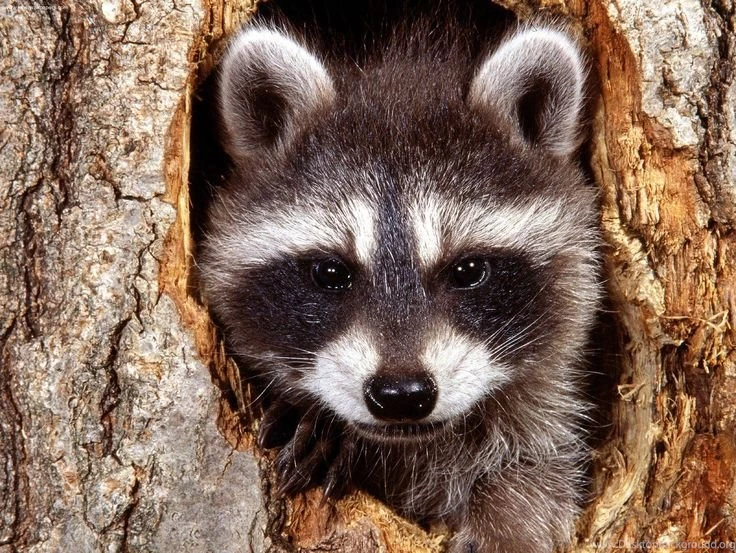 Google Image Result For Http://www.free pet wallpapers.com/free ...