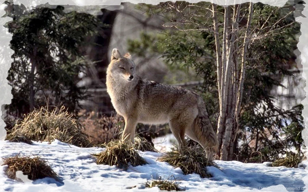 Dogs Canis Latrans Coyote F1 Photography Canine Dog Animal Jackal ...