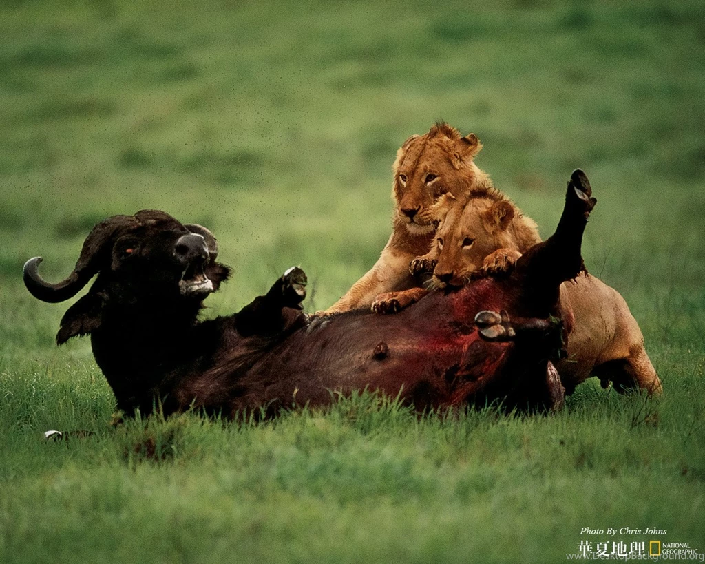 Wildlife: National Geographic 100 Best Wildlife Animal Wllpapers ...