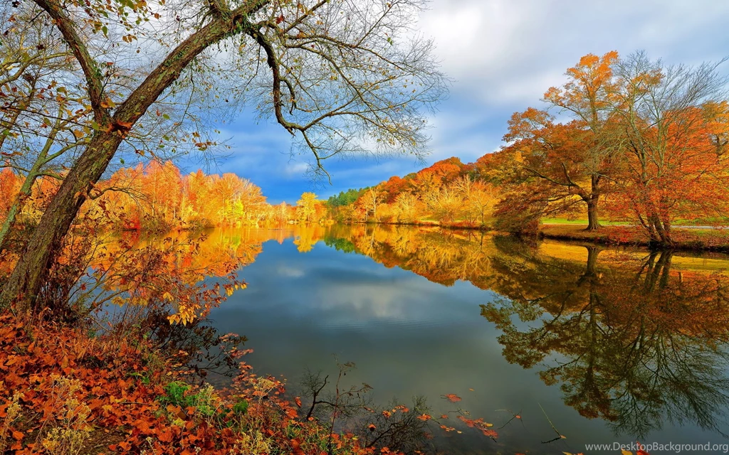 Beautiful Natural Wallpapers Yellow Flower Tree Beside Lake