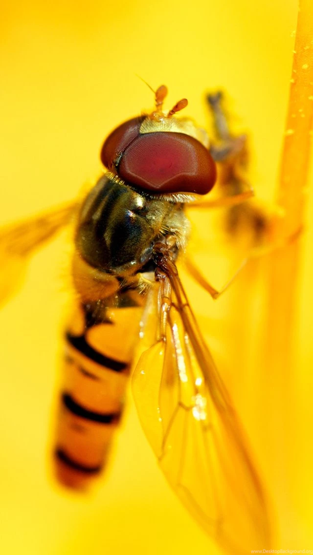 Download iPhone 5 Retina Display HD Wallpapers