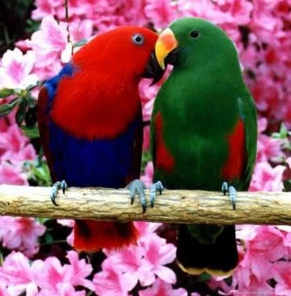 Love Birds Kissing (38 Photos)