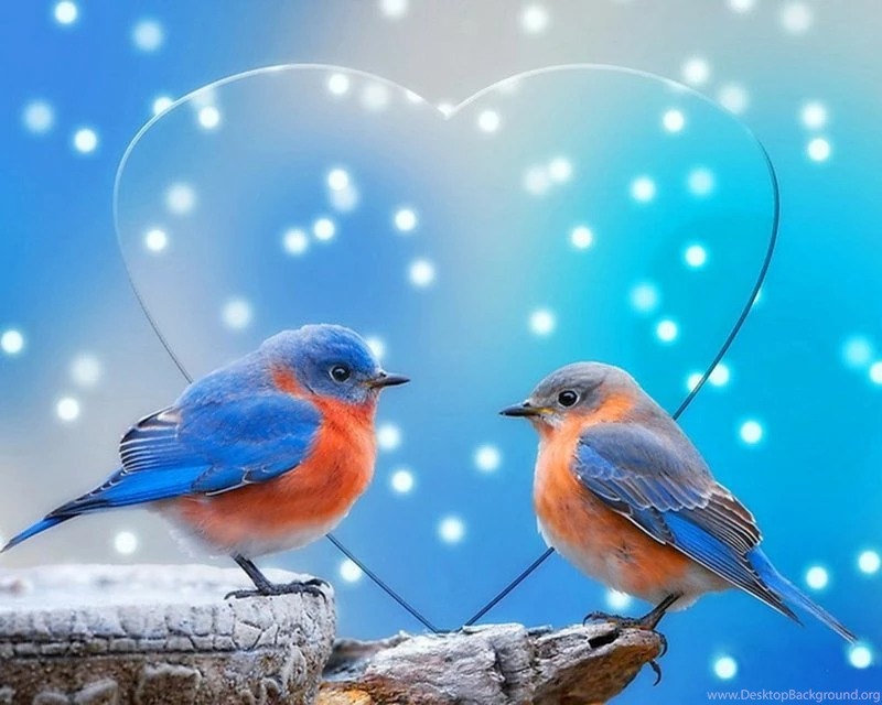 Free Pictures Of Birds HD HD Images New