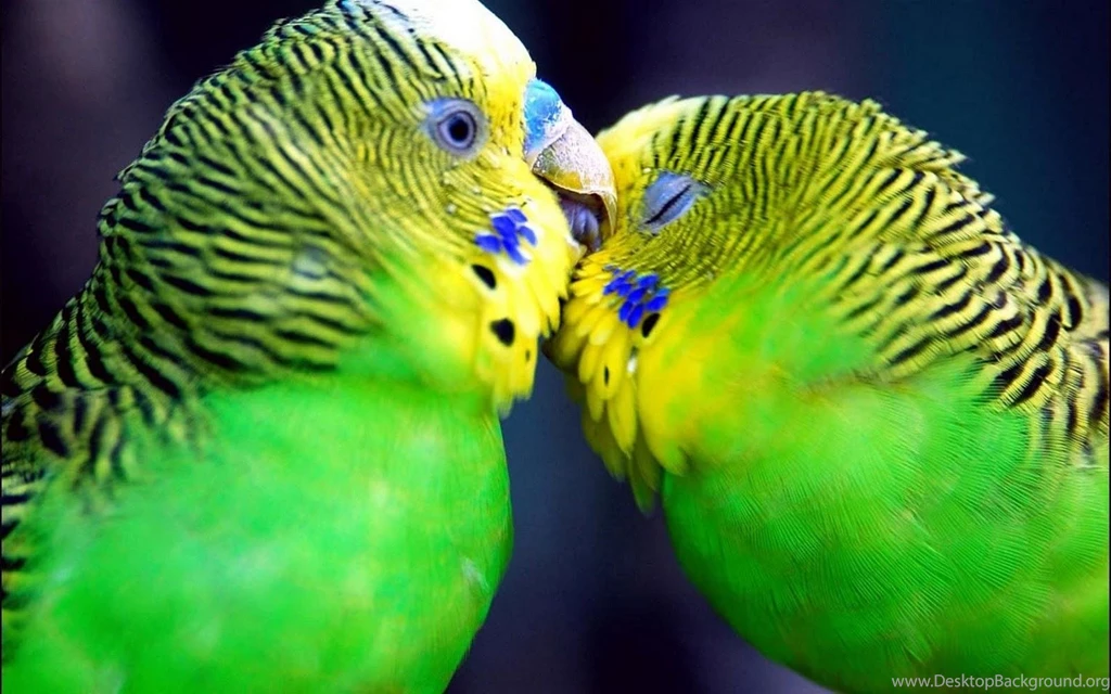 Wallpapers Of Love Birds   Wallpapers Cave