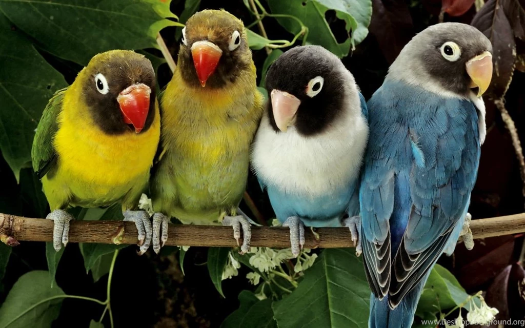 Love Bird Wallpapers HD