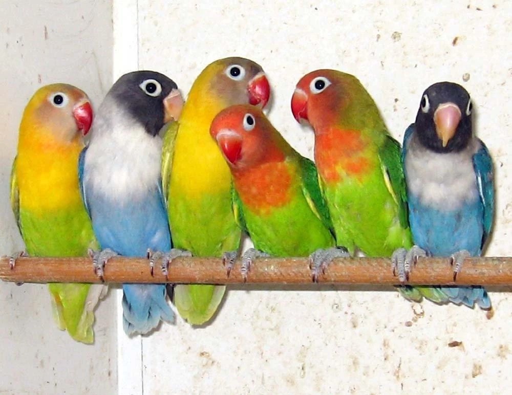 Free Wallpapers Lovebirds