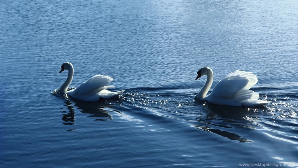 Desktop Wallpapers Of Love Birds Download