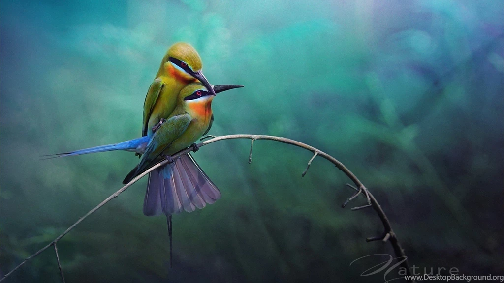 Lovebirds HD Wallpapers