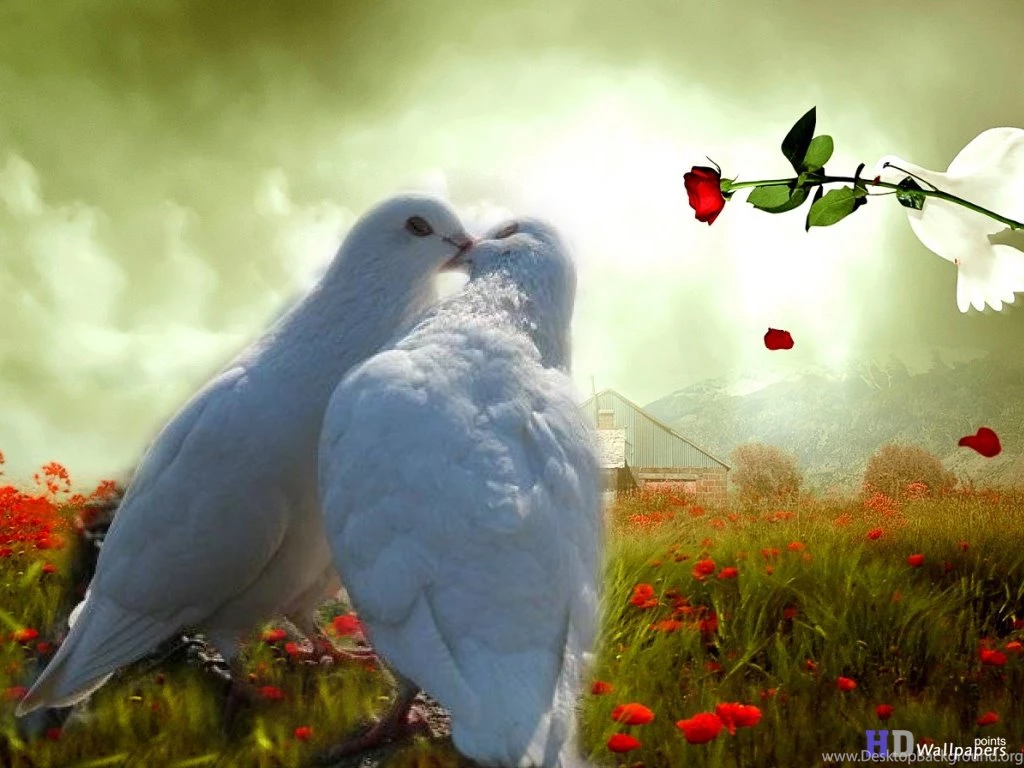 Love Bird Amazing Wallpapers 11755 Amazing Wallpaperz