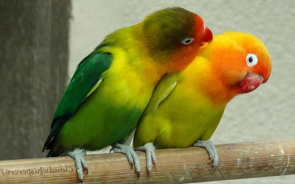 Love Bird Wallpapers HD