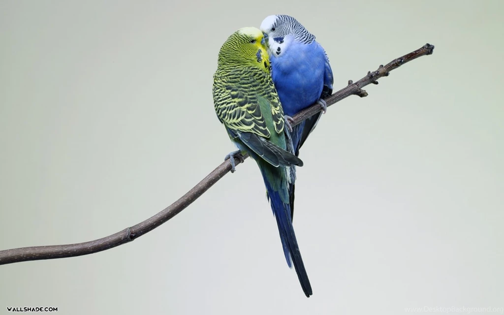 Free Love Birds Kissing Desktop Wallpapers 1440900