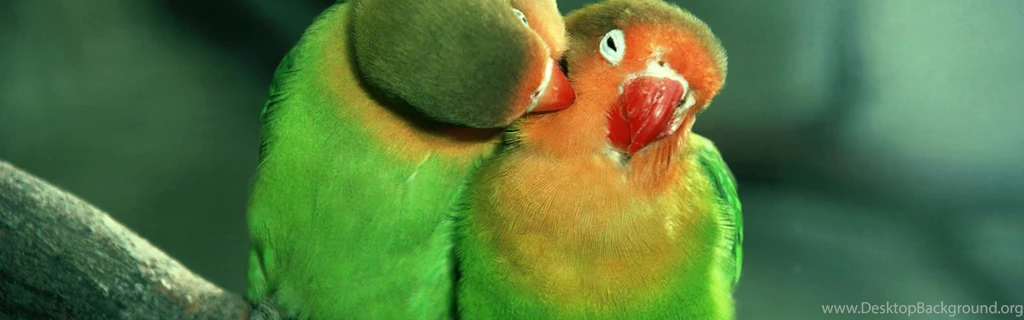 Birds Love Birds Animals Green Animal Wallpapers Pictures Hd ...