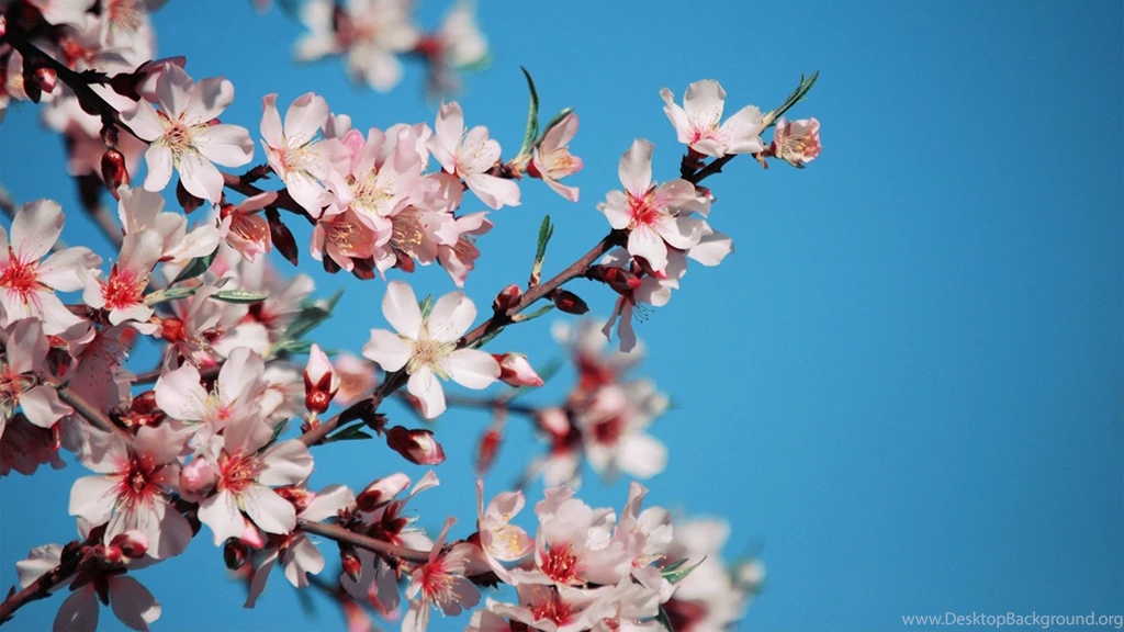 Download Wallpapers 1920x1080 Blossom, Flower, Pink, Bright, Blue ...