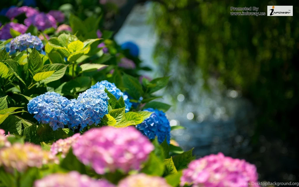 Beautiful Green Flowers Wallpapers Photo 184 Of 335