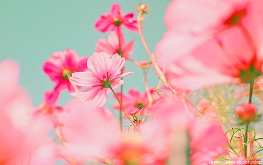 Bright Pink Wallpapers All Wallpapers New