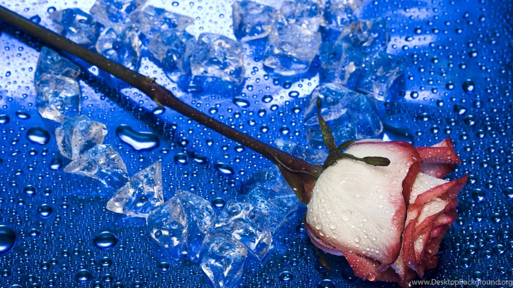 Fresh Flower Wallpapers   Page 3   New Flower Wallpapers   Hi ...