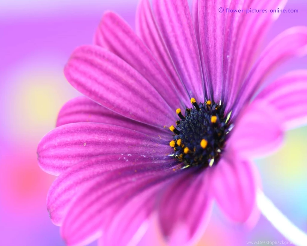 Flower Wallpaper... Top 10