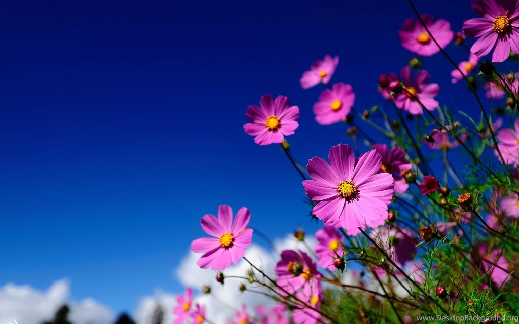 Pink Flowers Meadow Wallpapers