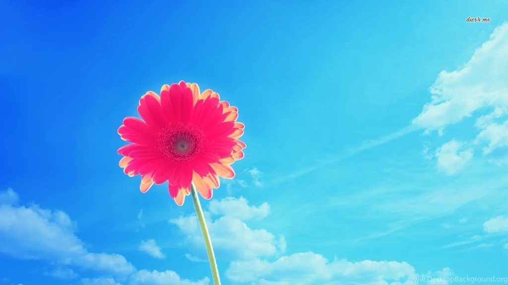 Pink Gerbera Wallpapers   Flower Wallpapers