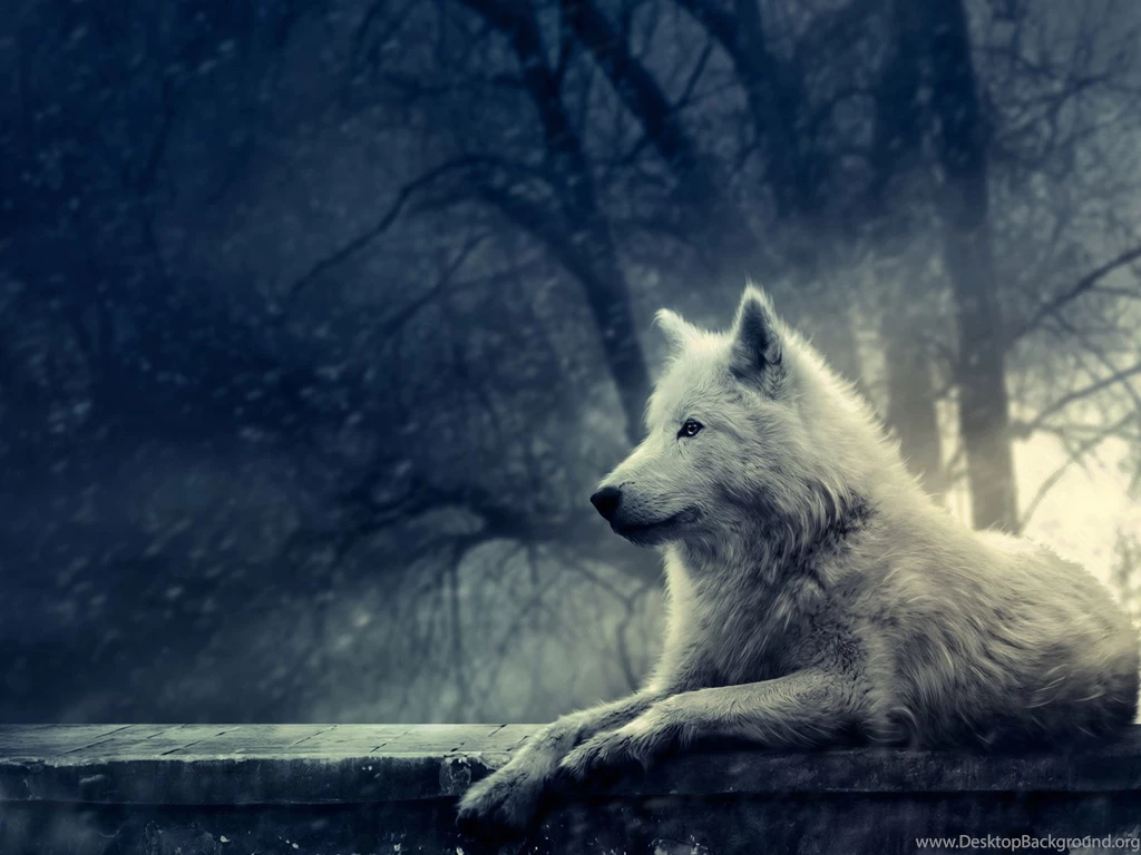 Alone Wolf Desktop Wallpapers