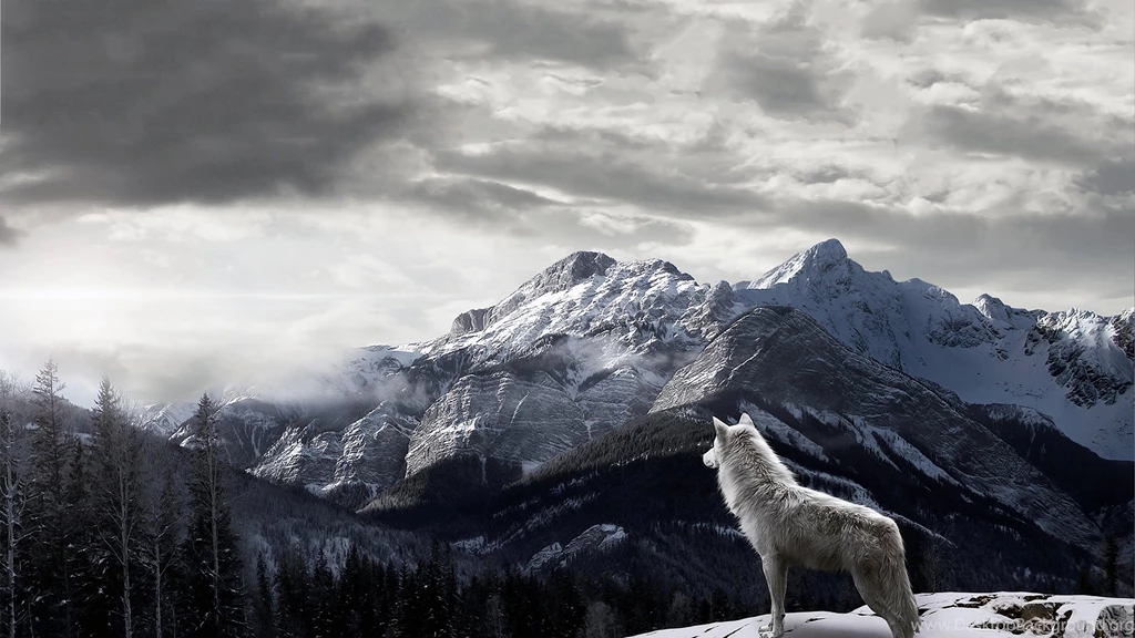 Wolf Computer Wallpapers, Desktop Backgrounds